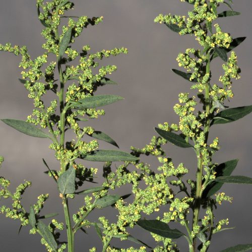 Amaranthaceae02