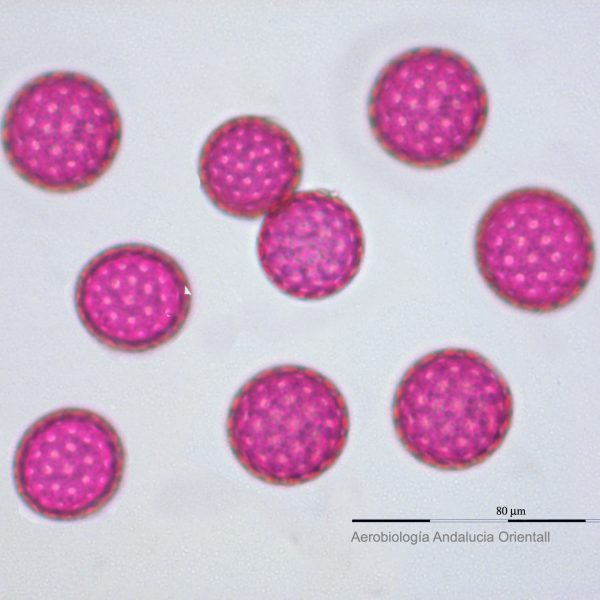 Amaranthaceae_Aerob Andalucia Oriental