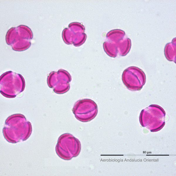 Artemisia_Aerob Andalucia Oriental