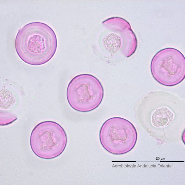 Cupressaceae_Aerob Andalucia Oriental