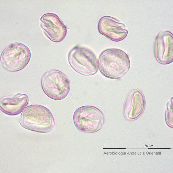 Palmae_Aerb Andalucia Oriental