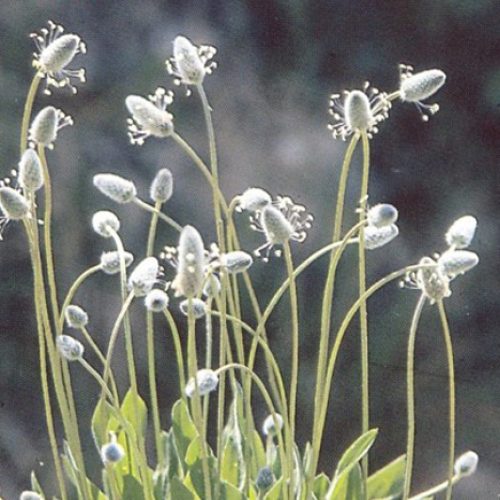 Plantago01