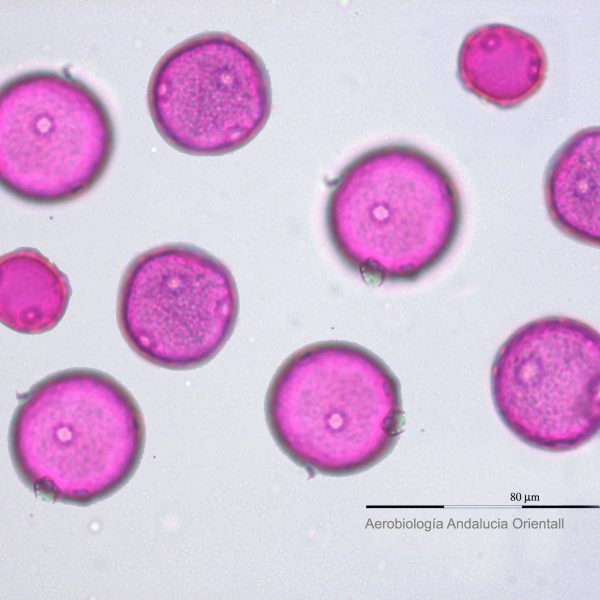 Plantago_Aerob Andalucia Oriental