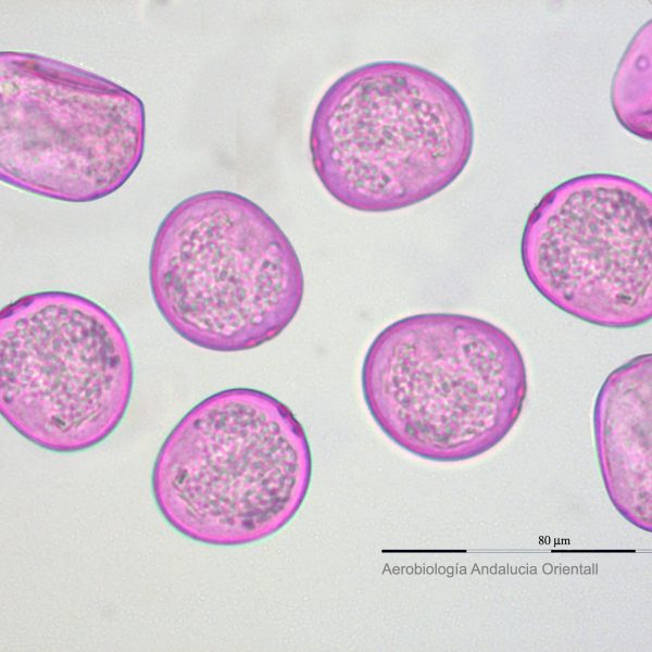 Poaceae_Aerob Andalucia Oriental