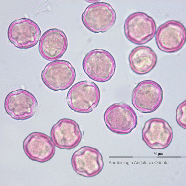 Quercus_Aerob Andalucia Oriental