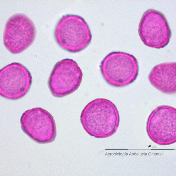 Ulmus_Aerob Andalucia Oriental